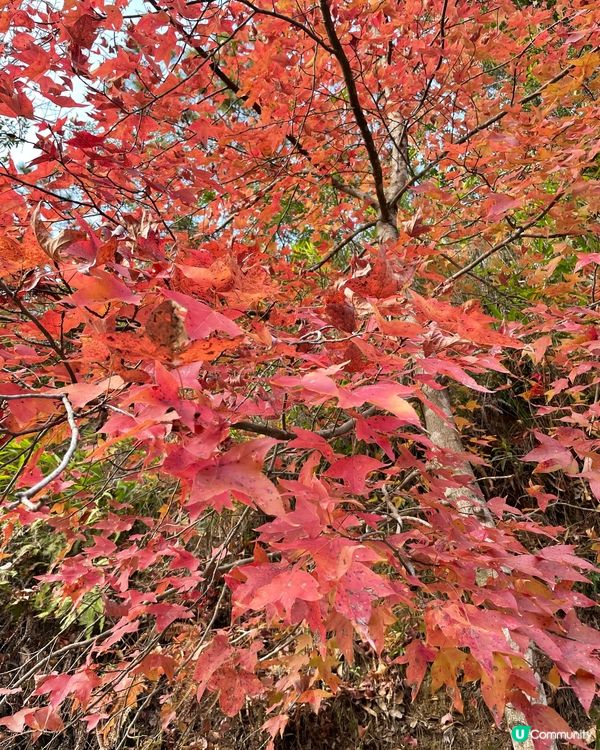 每年都會嚟到大棠楓香林睇紅葉，紅葉開得好靚，吸引不少人前來打...