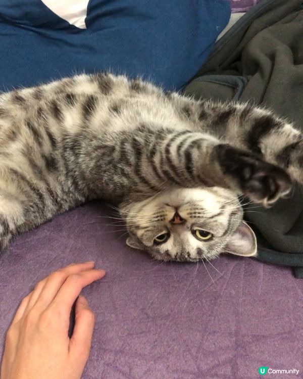 🐱做拱橋嘅貓貓，個身體可以彎到咁樣，勁搞笑😂