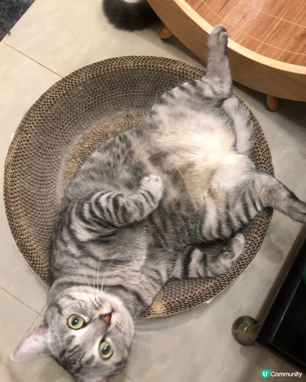🐱 Hello我個頭轉左喺呢度，眼碌碌個樣好得戚