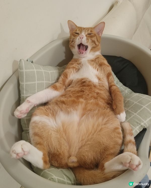 飯氣到 Zzz...