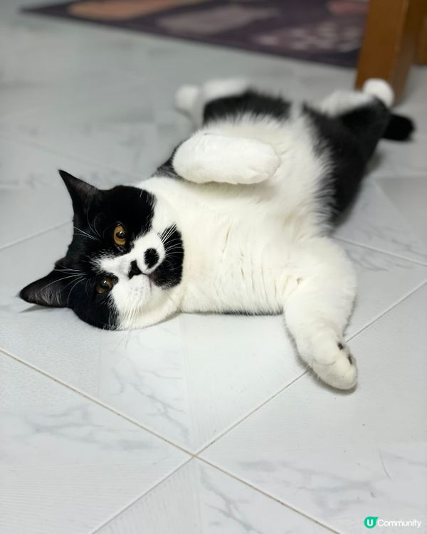 🐱好開心咁喎