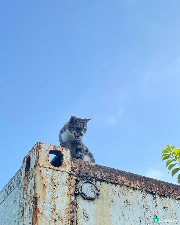 🐱藍天白雲與貓貓