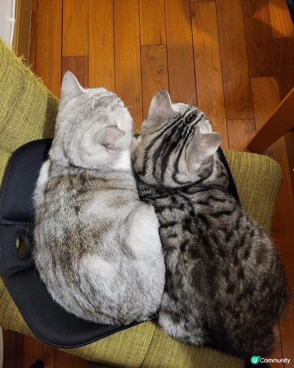 無知同亞發仔仔又同大家見面喇！本來Mochi自己坐著的，禾摸...