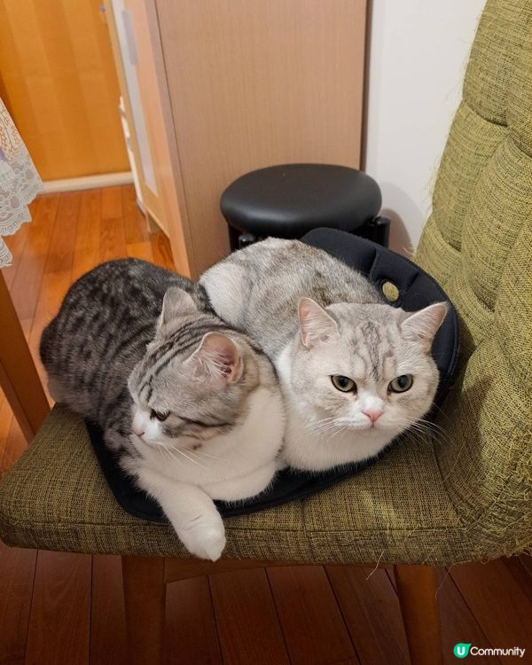 無知同亞發仔仔又同大家見面喇！本來Mochi自己坐著的，禾摸...