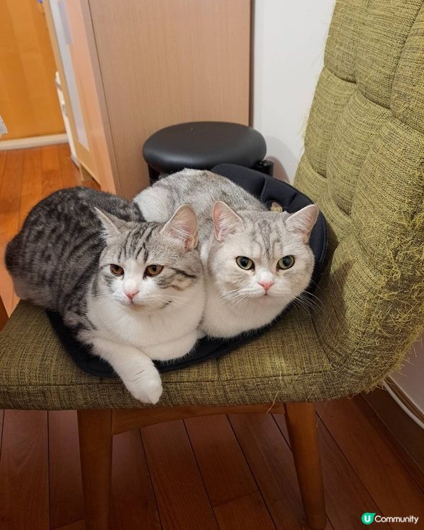 無知同亞發仔仔又同大家見面喇！本來Mochi自己坐著的，禾摸...