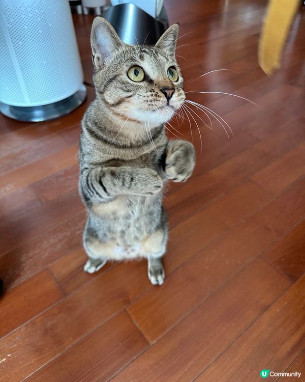 點啊？！唔gur啊？！過嚟隻抽啊！😼😼 