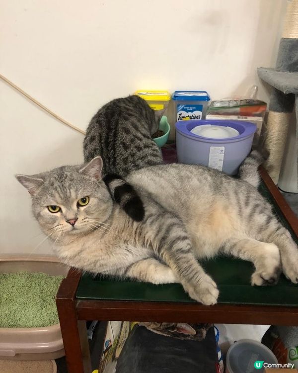 🐱你食嘢就食嘢， pat pat對住我又壓住我，究竟想點😂😂...