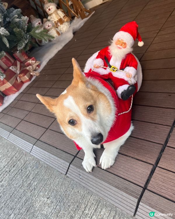 聖誕老人🎅🏼騎狗狗#社群時間囊