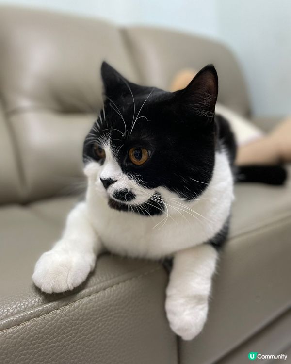 🐱人像模式影貓貓