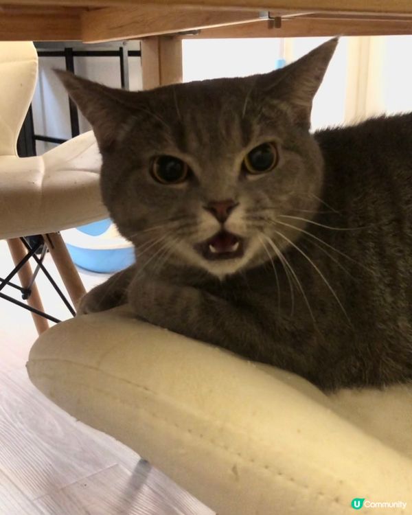 🐱露出咗兩隻殭屍牙嘅驚訝樣子，呆呆地好得意🥰