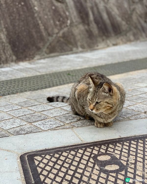 🐱街頭貓貓