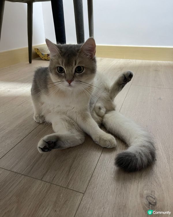 喵大師：「唔好阻住我修練瑜伽🧘🏼‍♀️！」