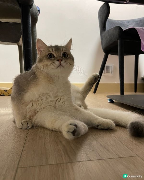 喵大師：「唔好阻住我修練瑜伽🧘🏼‍♀️！」