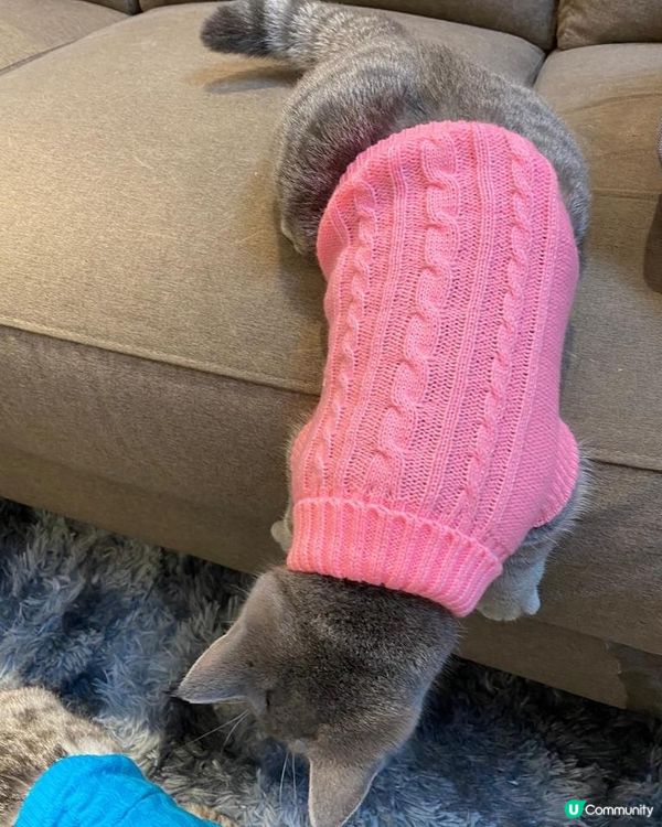 貓貓又去梳化底搵嘢？究竟搵啲乜嘢呢，