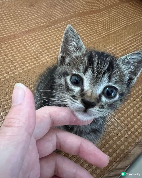 𡃁仔 以後我就係你爸爸