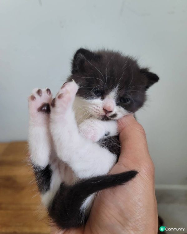 🐱可愛貓貓