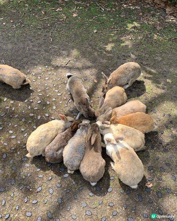 🐰終於聚集成功
