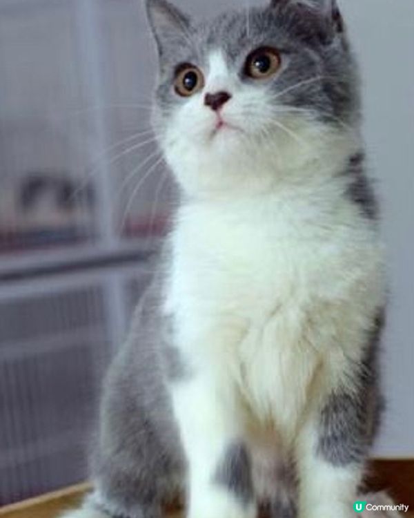 喵～～食飽飯啦