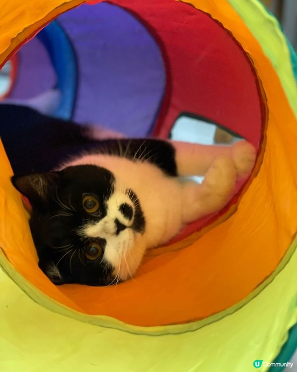 🐱捐山窿