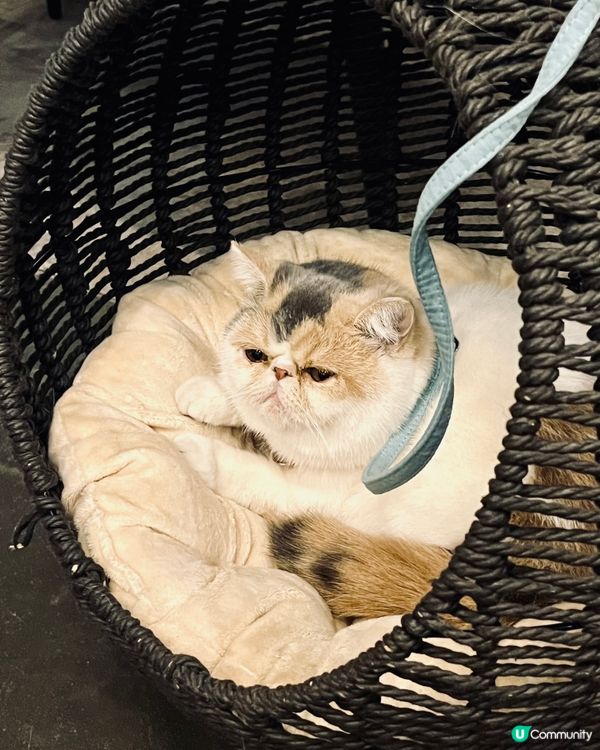 環境好Chill既Cafe 仲有主子陪我飲啡☕️