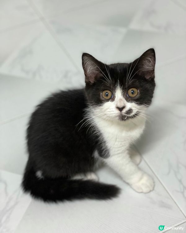 🐱貓貓之日常