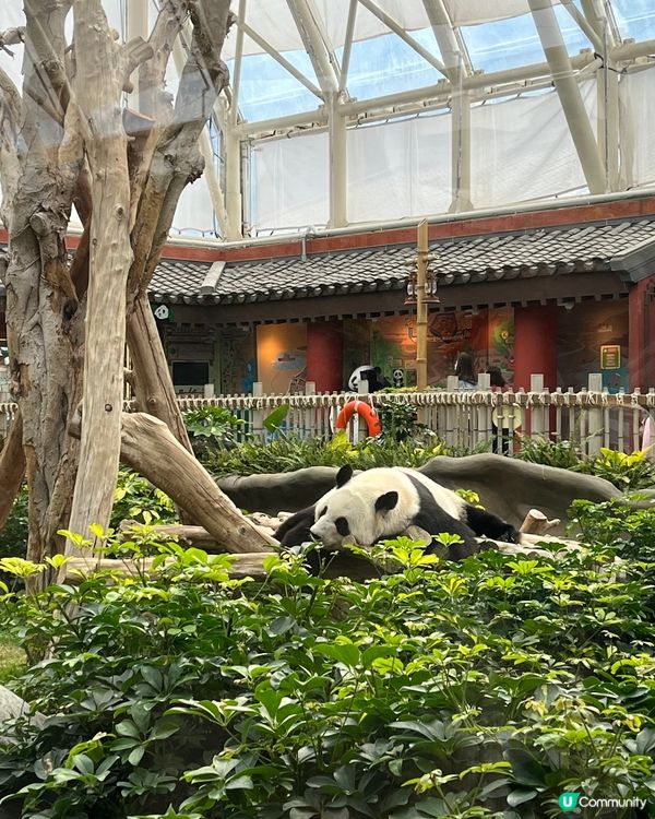 香港海洋公園熊貓最近13個月，大家快點入去看看吧！ #社群時...