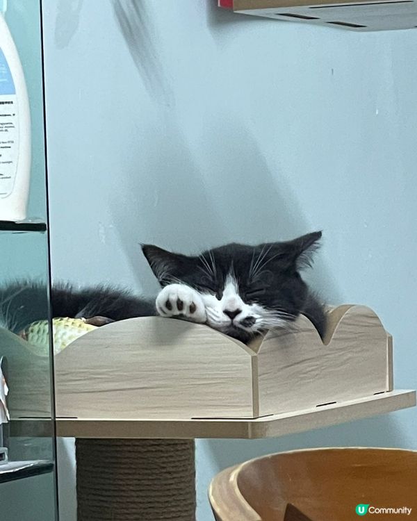 🐱瞓到咁嘅樣