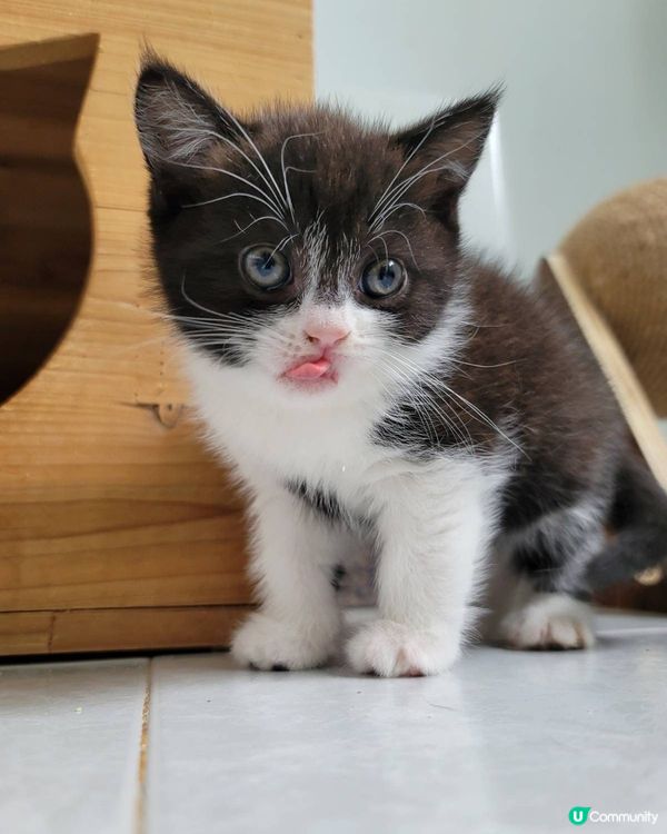 🐱小貓咪
