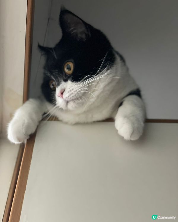 🐈蠱惑的貓