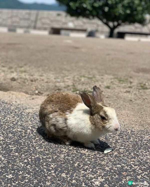 🐰兔島