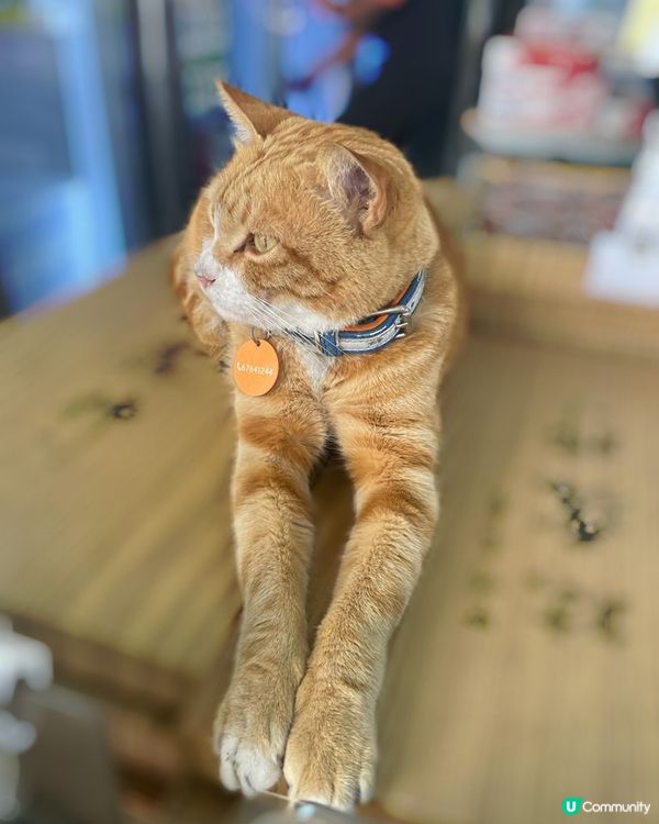 今日天氣好熱🌞阿二入左鋪頭灘係樹唔郁
