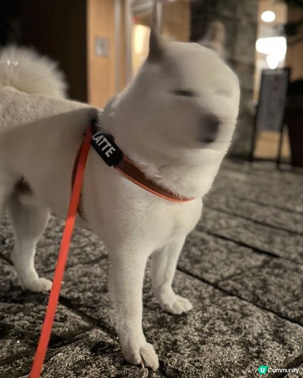 佢好乖㗎，但好似唔鍾意俾人影相？🤔