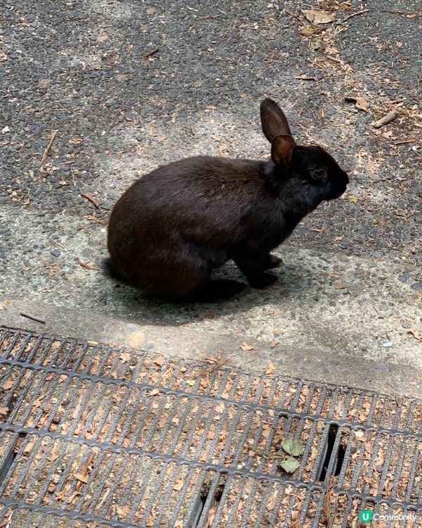🐰黑色小兔子