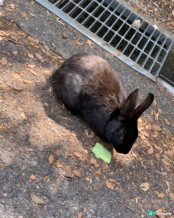 🐰食得太多了
