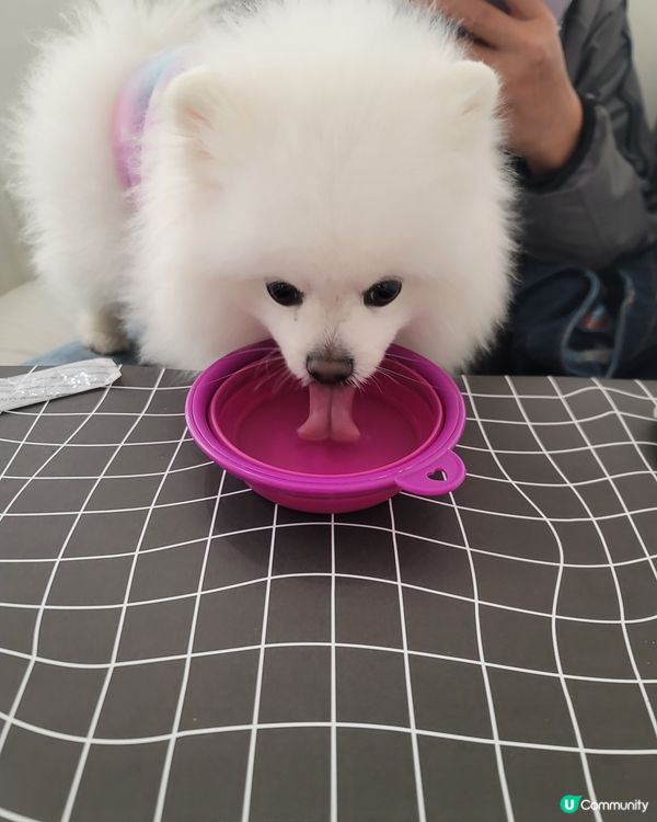 有些少視覺效果，Creamie 飲水時條脷仔好似心型匙更仔🥰...