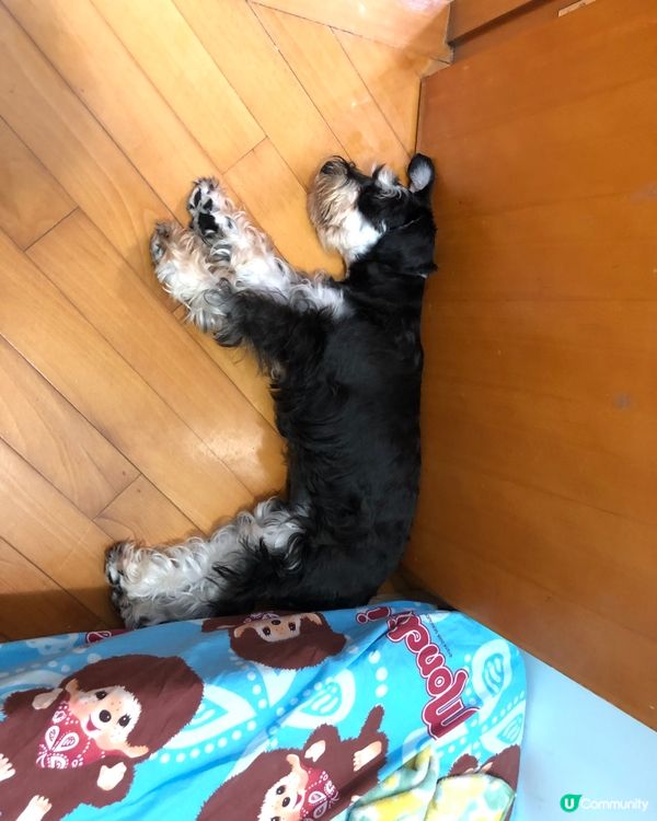 人狗相同：貪新鮮，是本性，最緊要有人錫有得揀；施受者相同：感...