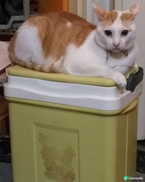 🐱鍾意坐喺垃圾桶上邊嘅貓貓，我要掉垃圾，你可唔可以走開呀😂😂...