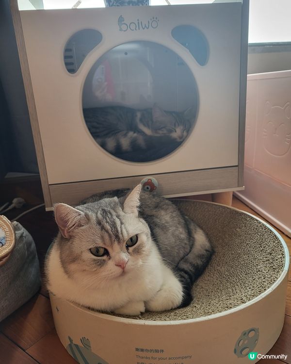 Mochi 加Alpha等屋企人團年都等到冇乜精神,瞓陣先,...