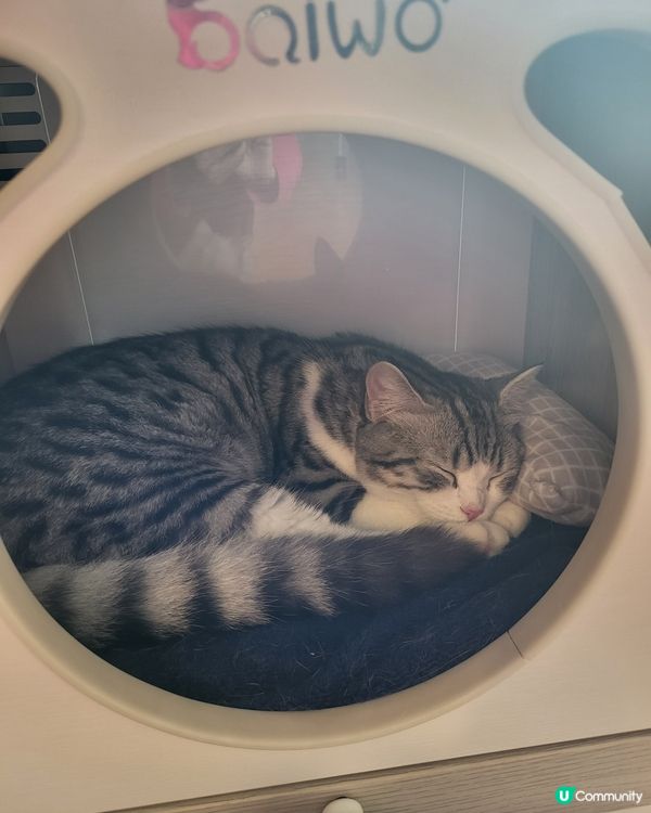 Mochi 加Alpha等屋企人團年都等到冇乜精神,瞓陣先,...