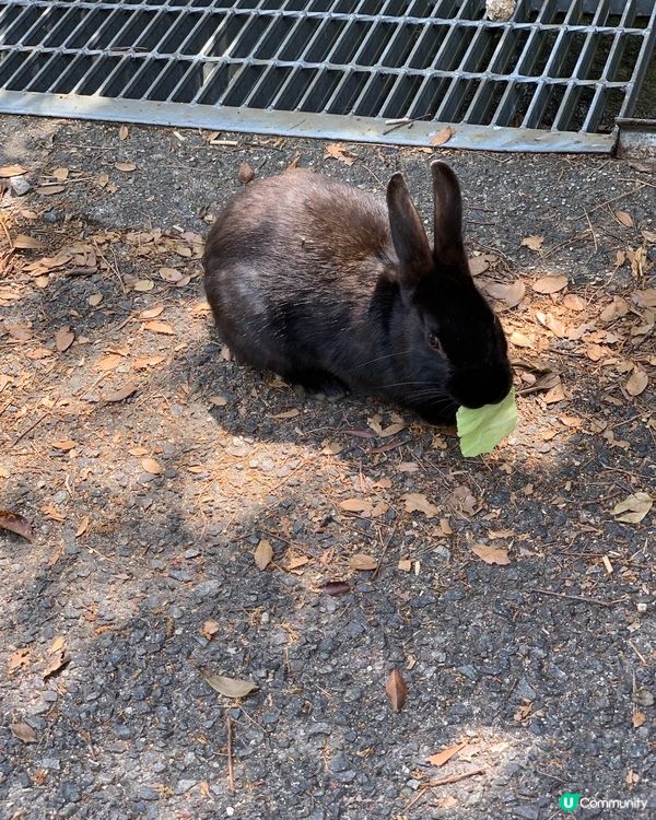 🐰食菜