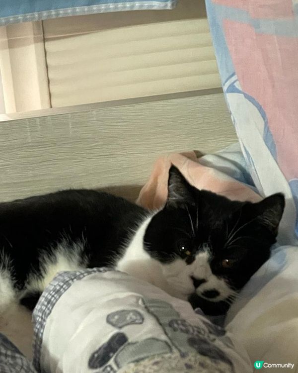 🐱貓貓之日常