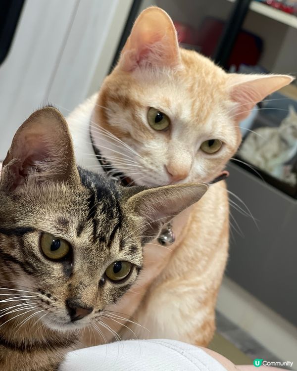 🐱認真樣，望緊啲乜嘢呢？眼碌碌勁攪笑，即刻影低佢先📸️