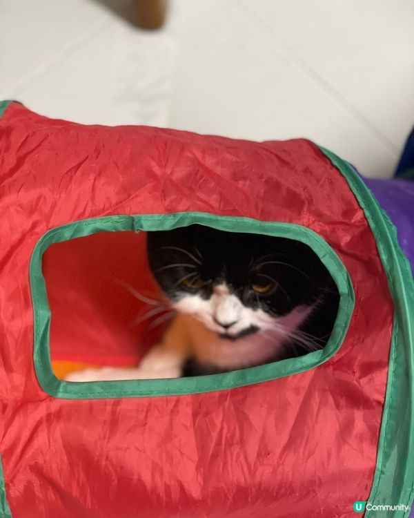 🐱鬼鬼鼠鼠做什麽