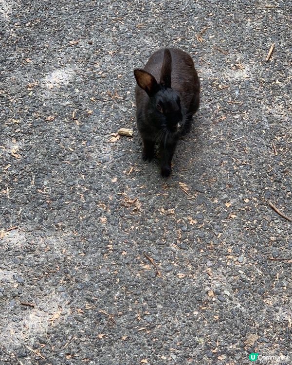 🐰兔兔去那兒
