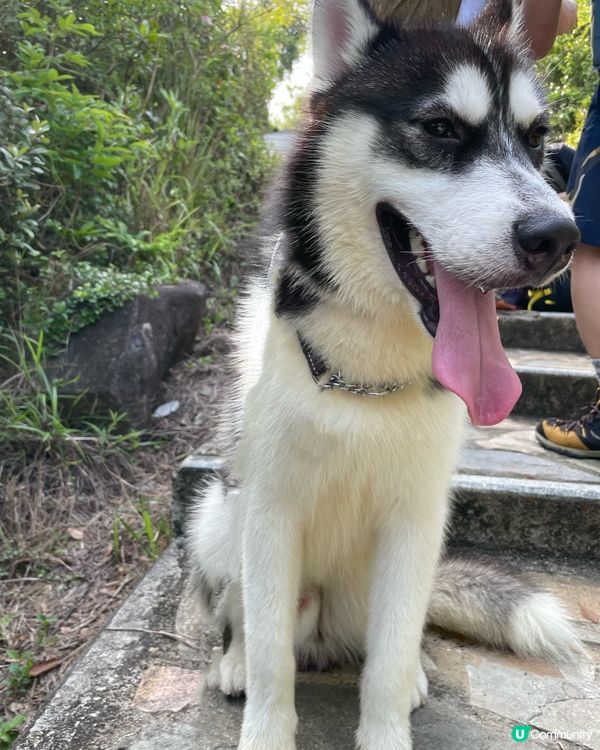 🐶全屏幕狗狗