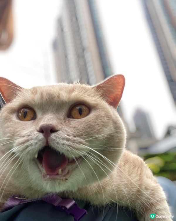 出街要大叫🙀