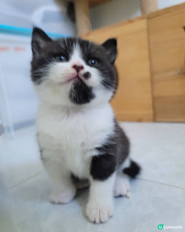 🐱貓貓@日常