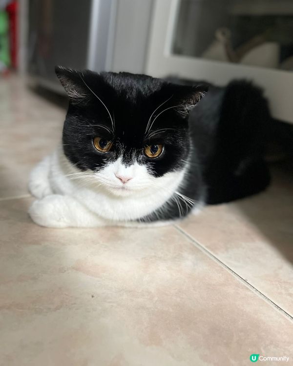 🐱嚴謹貓貓