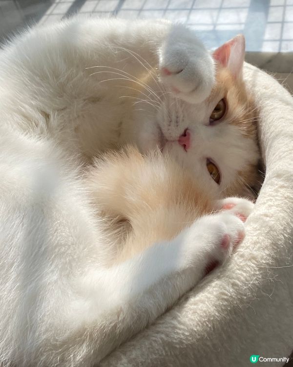 美腿露一露😚不過有腳毛😂我是男孩子🤣🤣