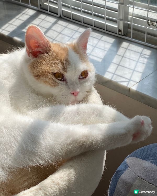 美腿露一露😚不過有腳毛😂我是男孩子🤣🤣